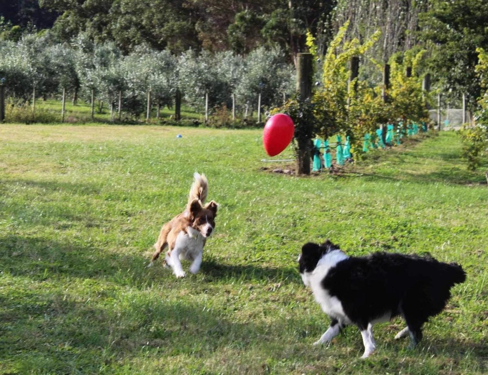 Maymorn Orchard Suites Upper Hutt Zewnętrze zdjęcie